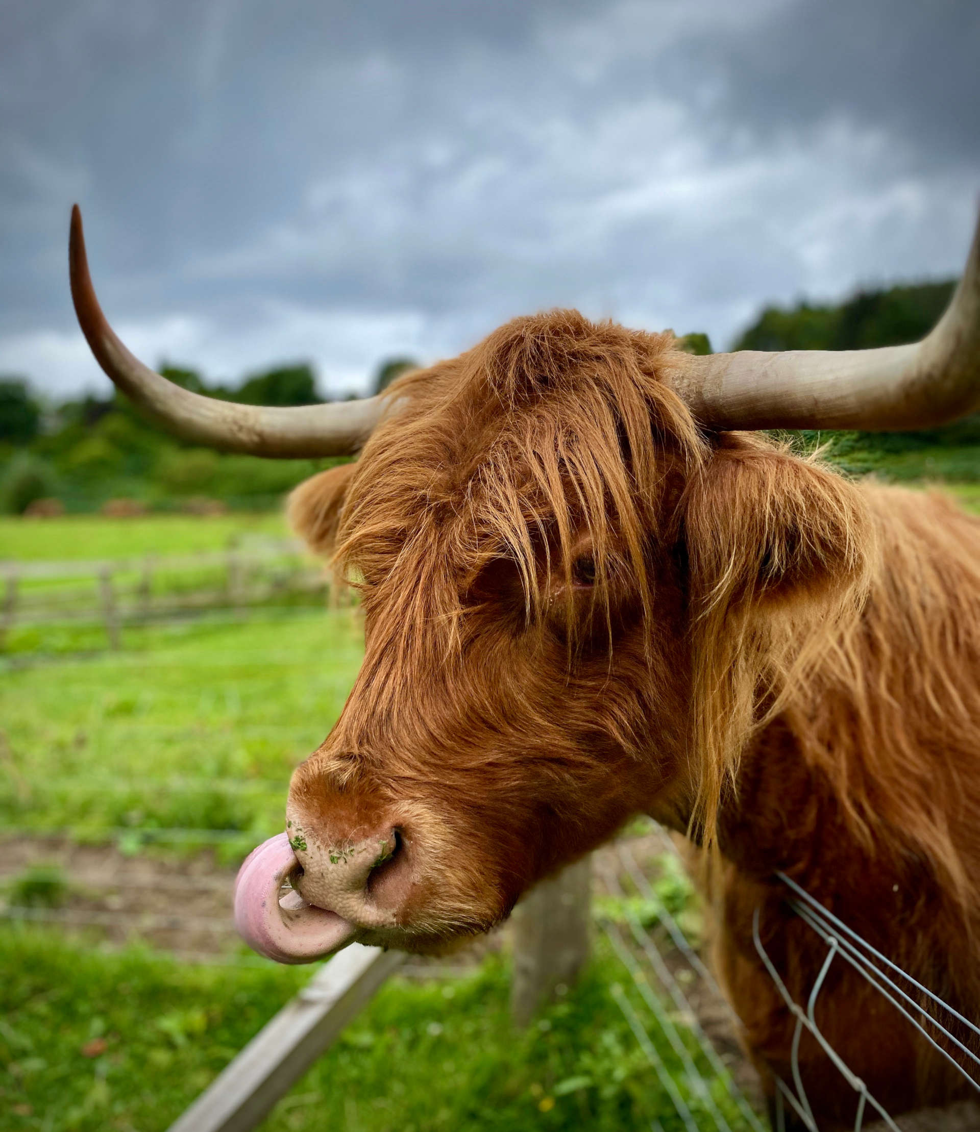 Camerons Tearooms Cows