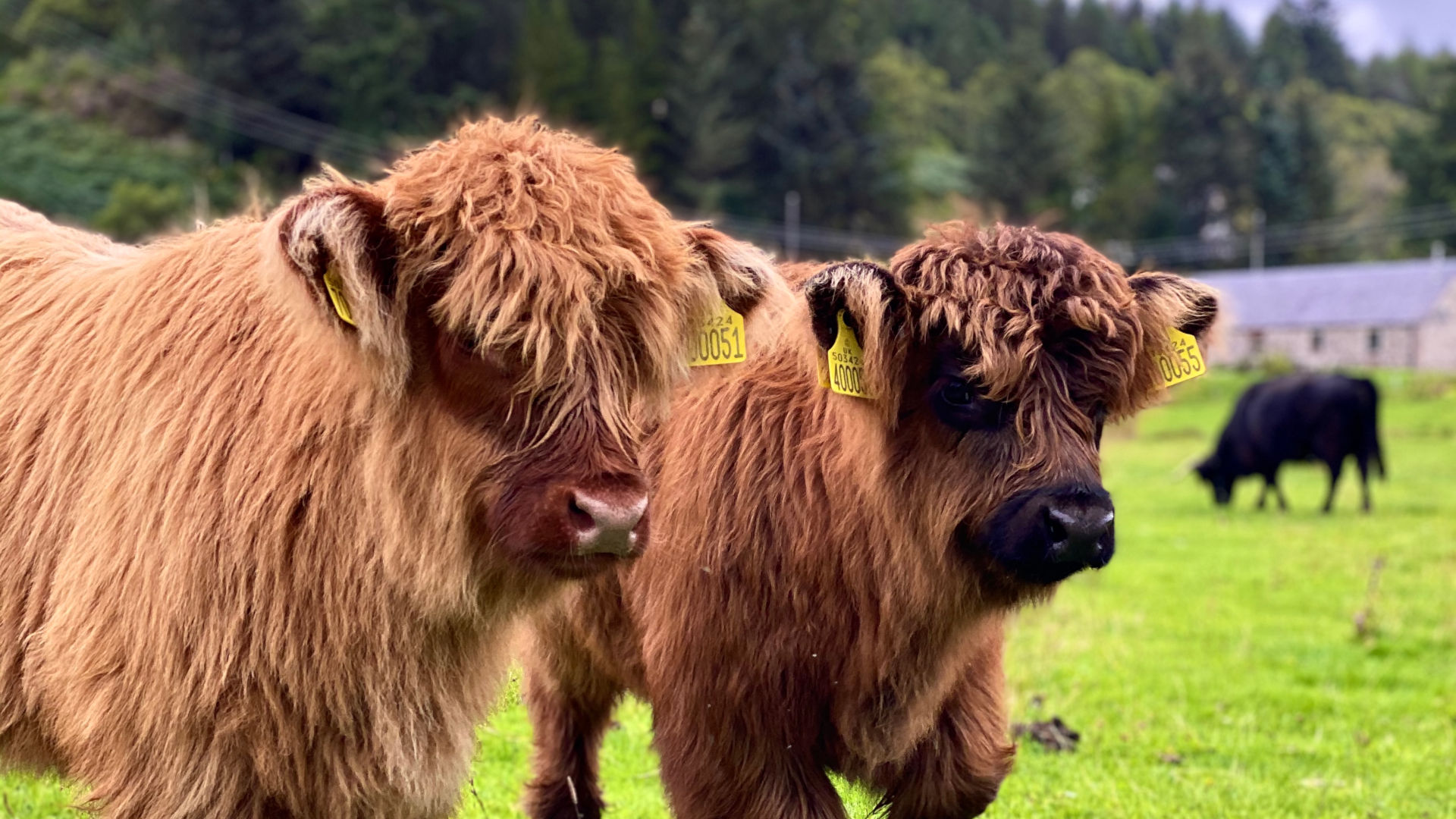 Highland Cows