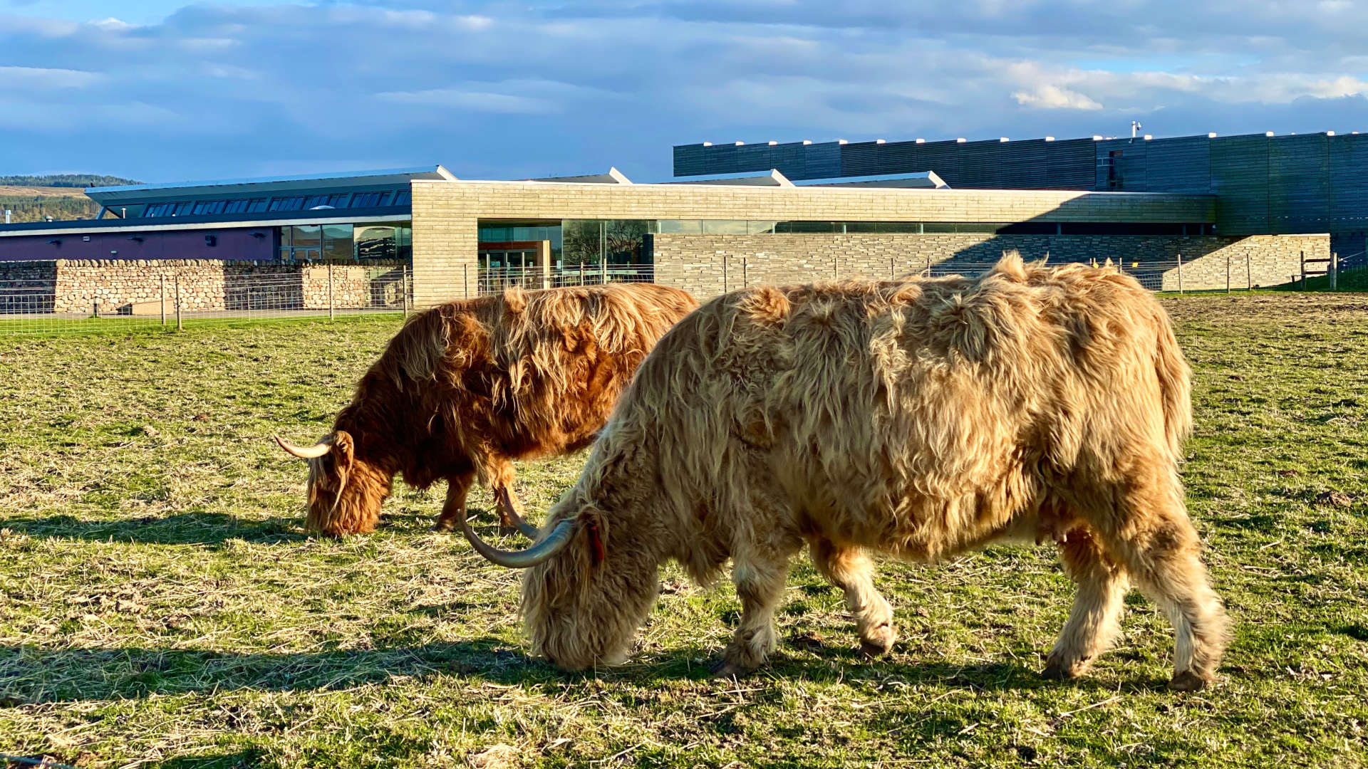 Culloden Battlefield Highland Cows