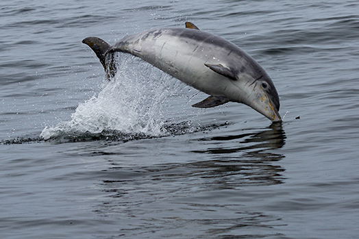 Photo of Dolphin jumping 