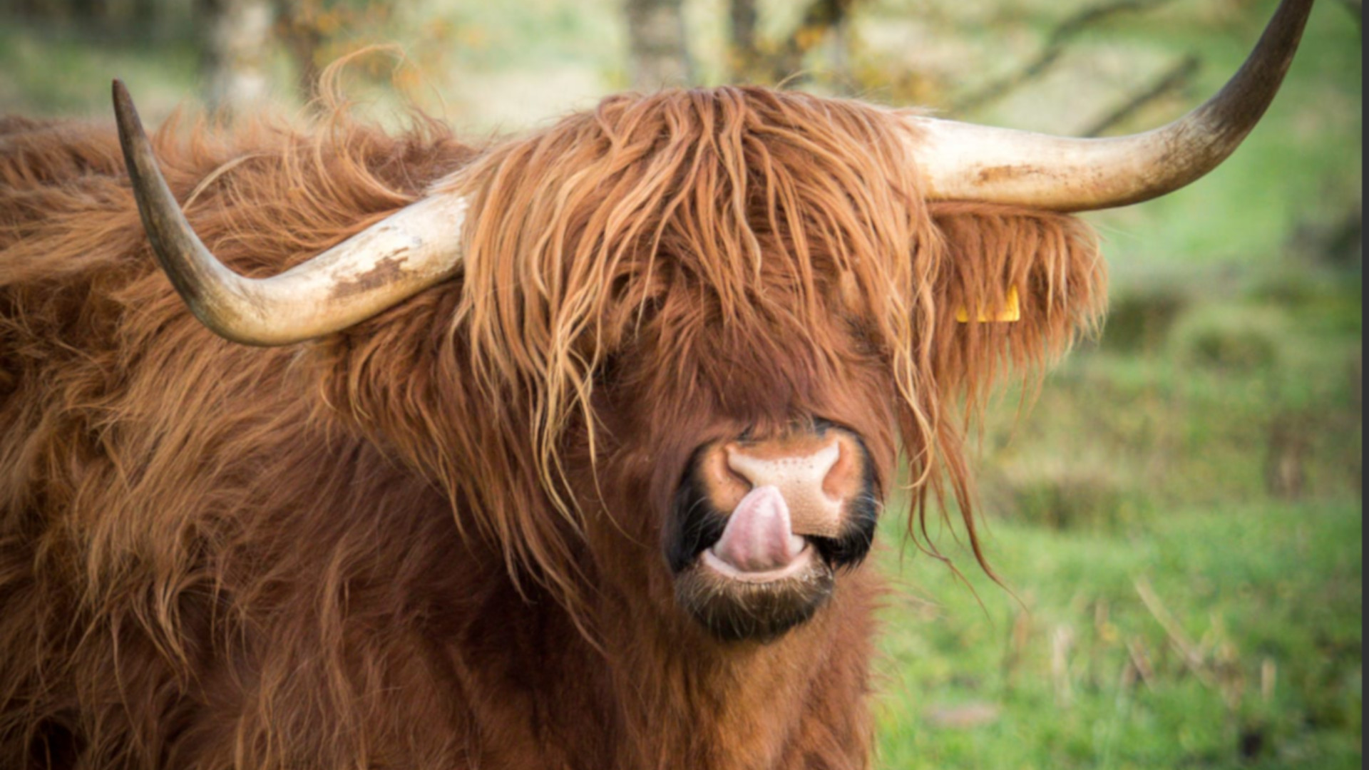 Highland Cow at Jacobite