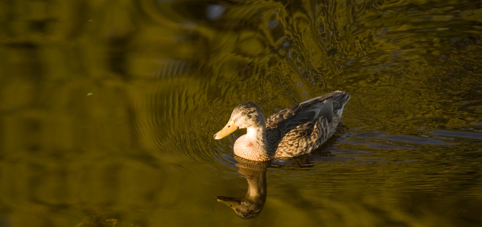 Ducks on the Caledonian Canal