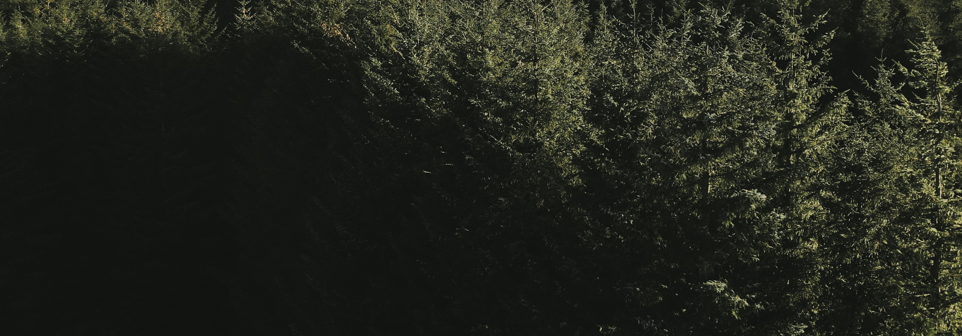 Pine forest in Scotland