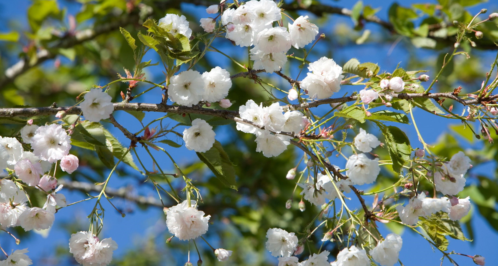 Spring flowers in Inverness