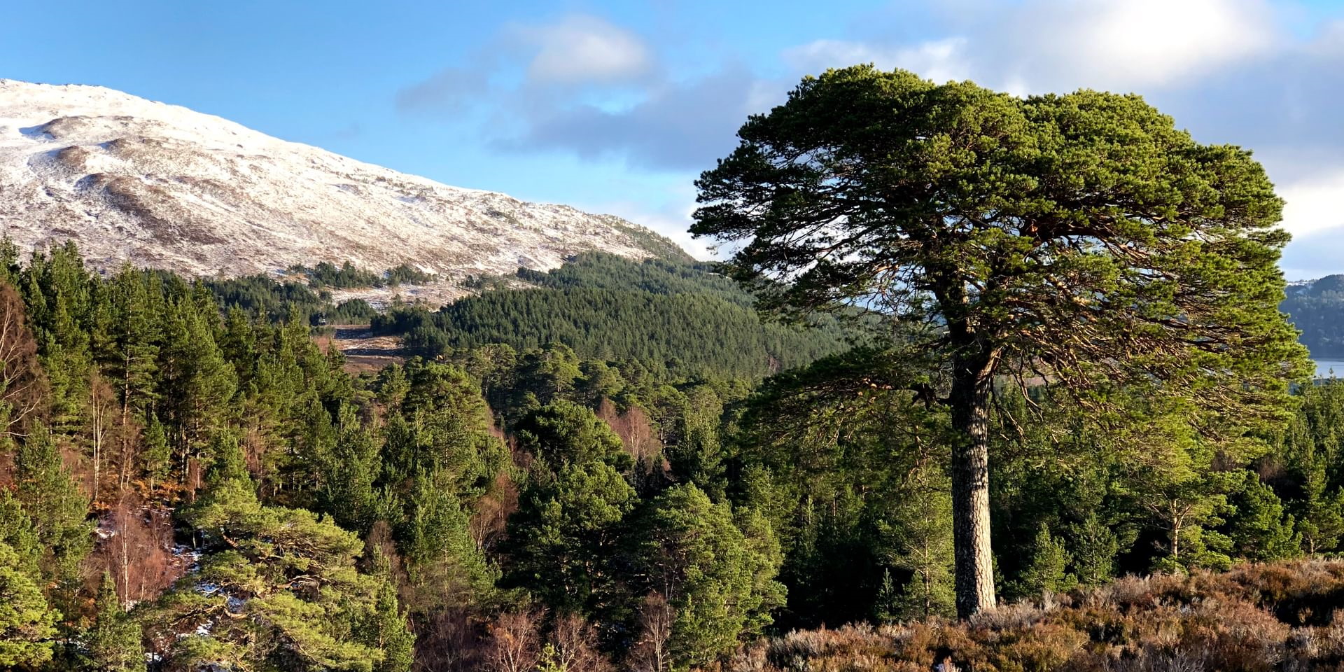 Glen Affric