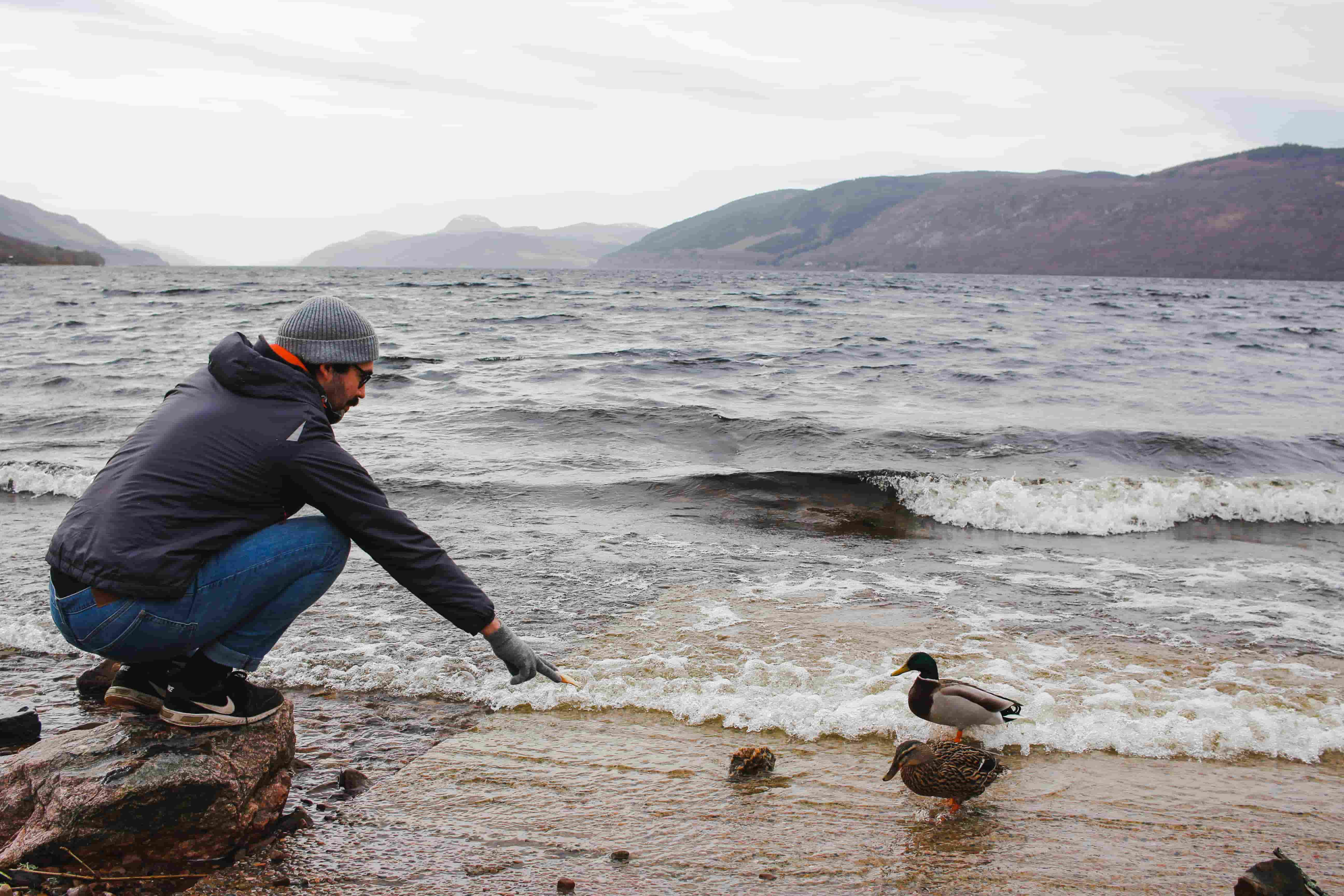 man feeding ducks on the beach at loch ness